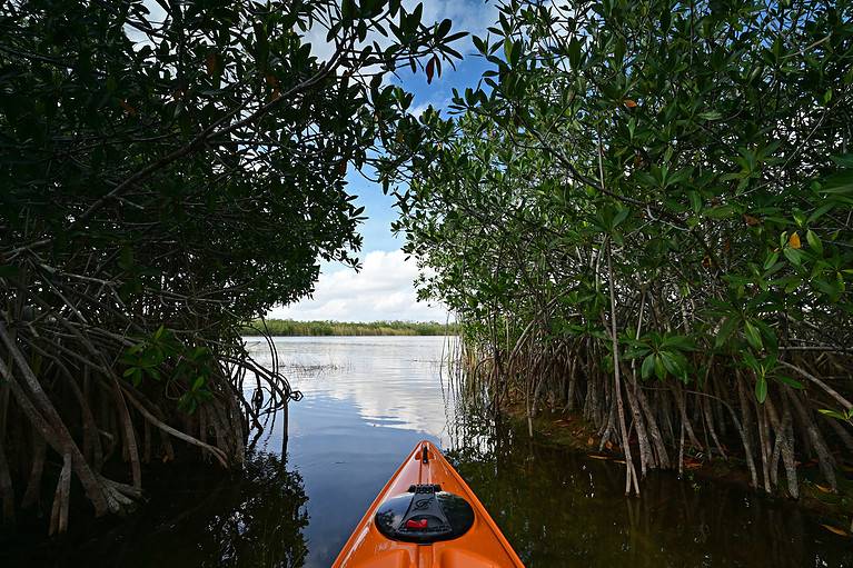 Best Kayaking In South Florida
