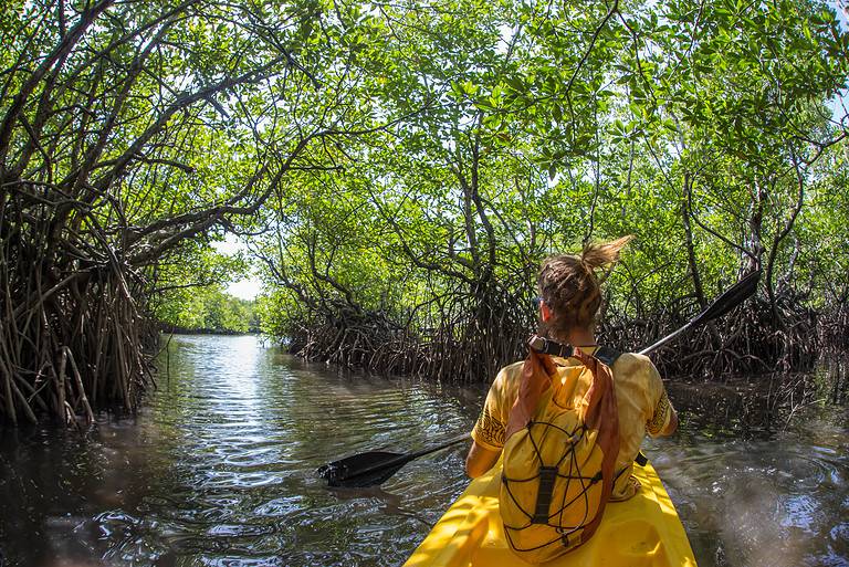 Awesome Florida Mangrove Kayaking